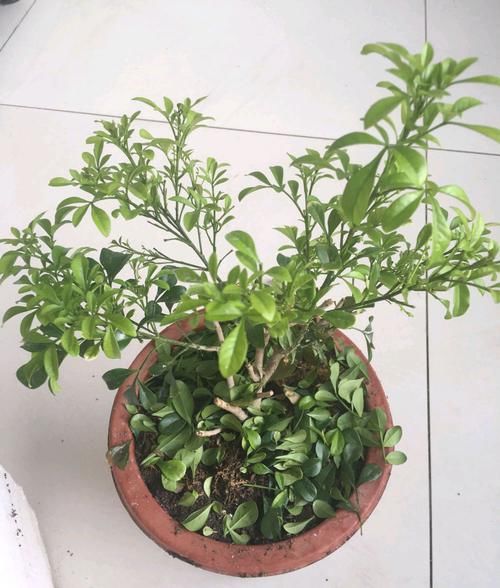 4种“废土”，扔了也别养花，隐患大，黄叶烂根不开花