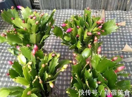 蟹爪兰有了花苞，此样做，才能开花更美