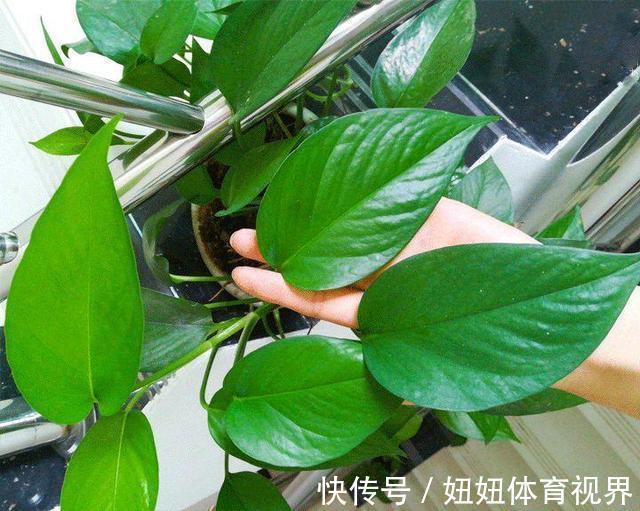 给绿萝“只浇水”永远也养不好！用上3种肥料，叶子油绿、向外冒