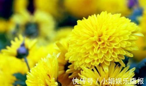 罗含宅里香@李商隐的一首《菊花》,通篇处处引经据典,但是写得很是有韵味