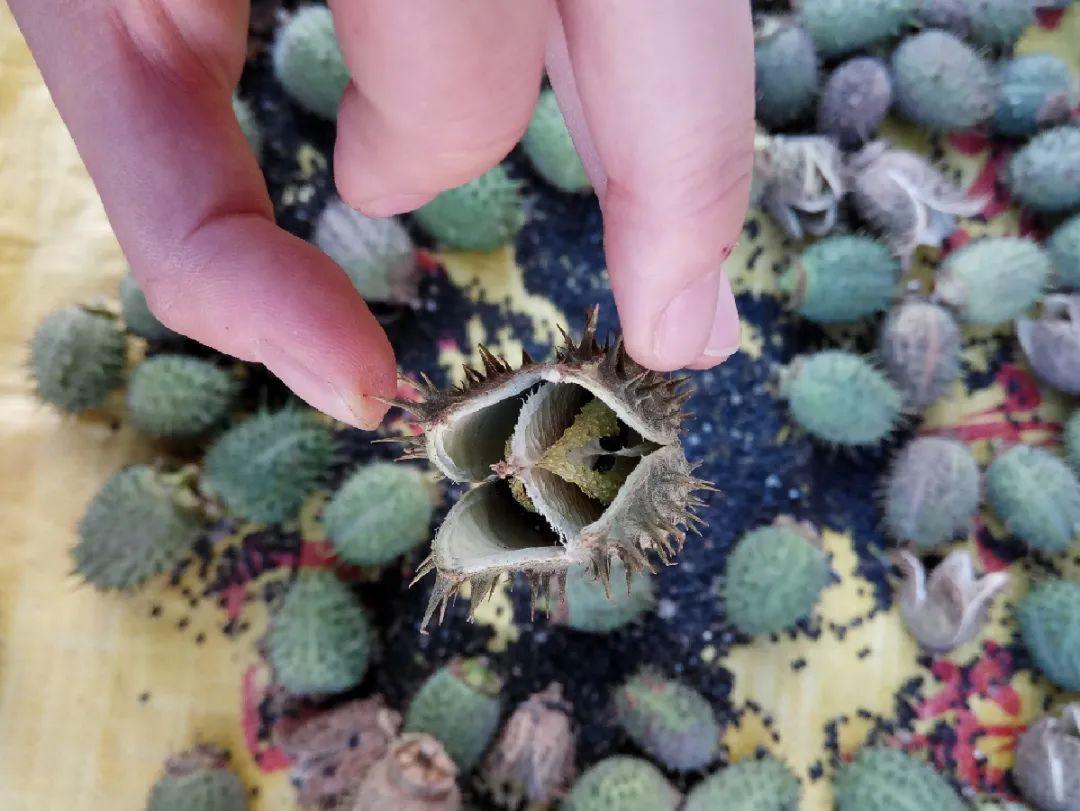 有毒性|20种有毒花,出门别乱摘,有小孩的特别注意