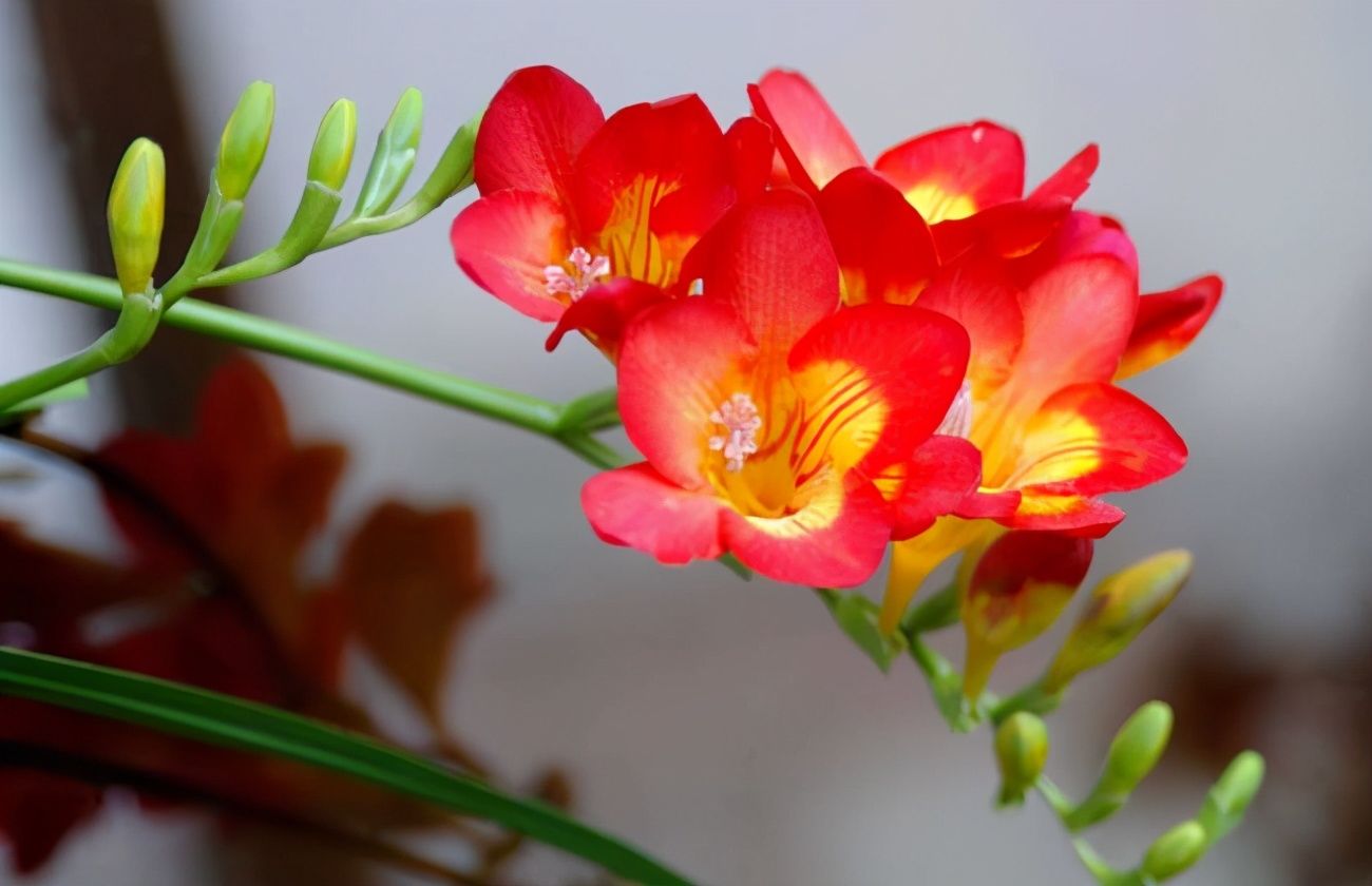 香雪兰花量大，养护简单，室内养一盆，香气浓郁，充满浪漫的气息