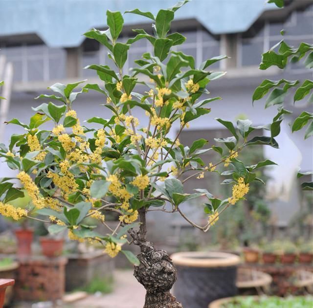夏天|夏天“最香”的花卉,比香水还好闻,四季花开,耐寒耐热还好养