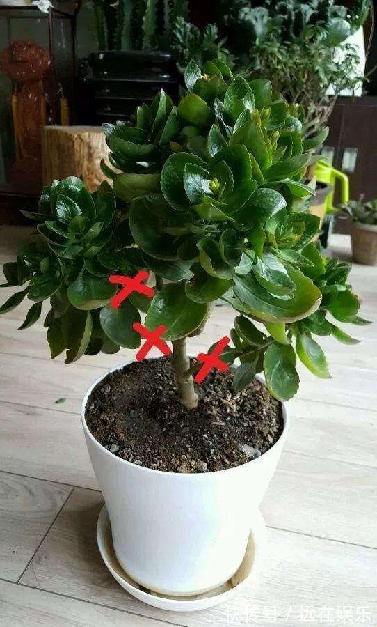 养护|养长寿花“咔嚓”几下,开花就像“棒棒糖”,养2年变“老桩”