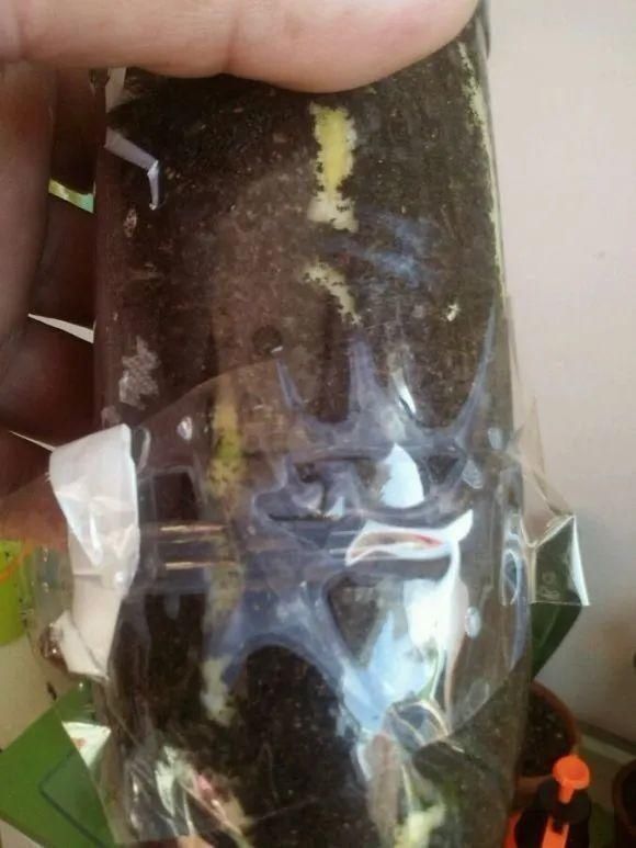 虎皮兰,红掌,吊兰养成老桩,变成大树,真壮观