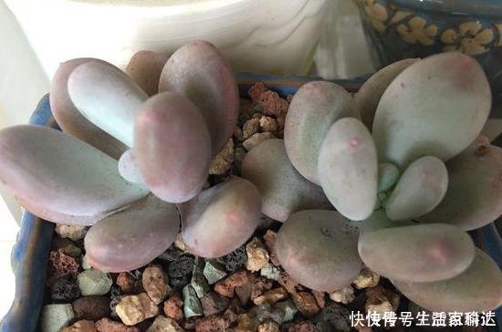 这3款多肉,叶片粉嫩嫩,自带少女风,居家盆栽看着真撩人