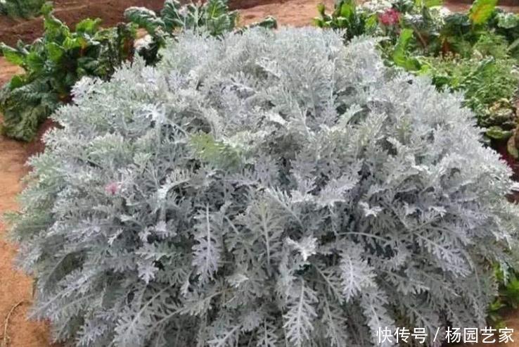 圣诞节|圣诞节快到了,高冷气质的银叶菊养起来,高冷的气质非常有品质