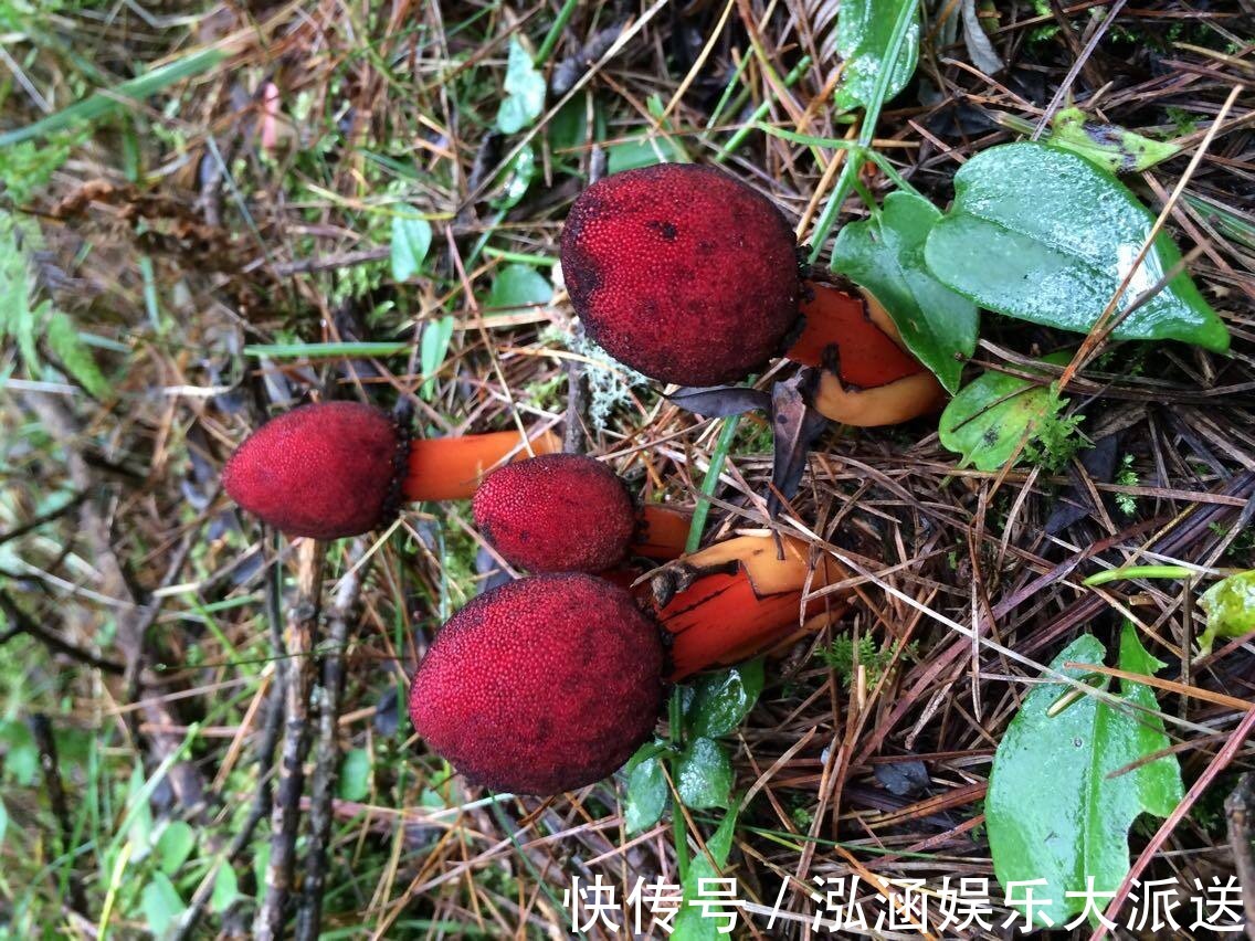 蛇菰|它名叫“红冬蛇菰,”长相酷似菌类植物,一年只能采摘几斤