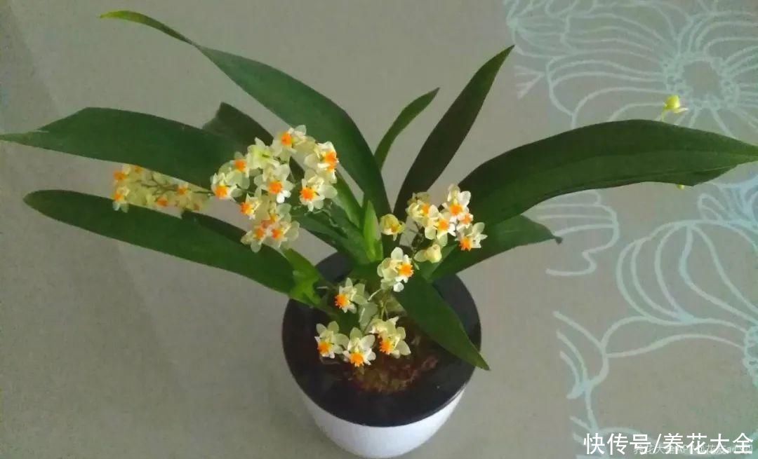 冬天好养的花,皮实不娇气,颜值高上档次,咋养都开花
