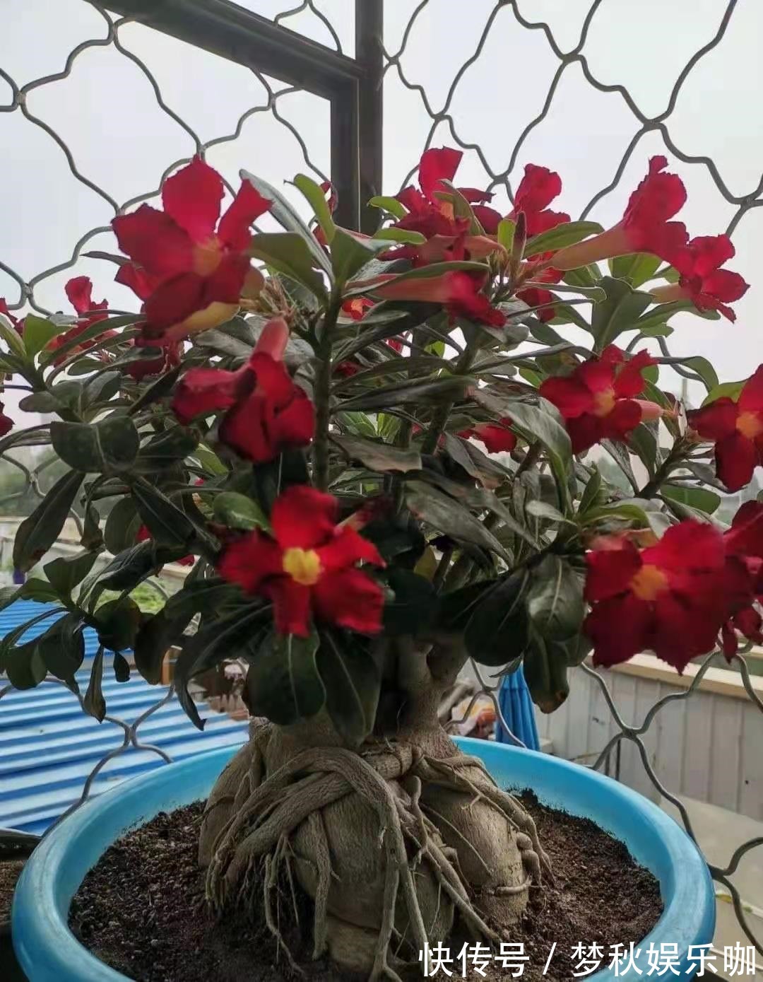 5种漂亮花,喜欢“穷养”,挤在破盆里,能养30年