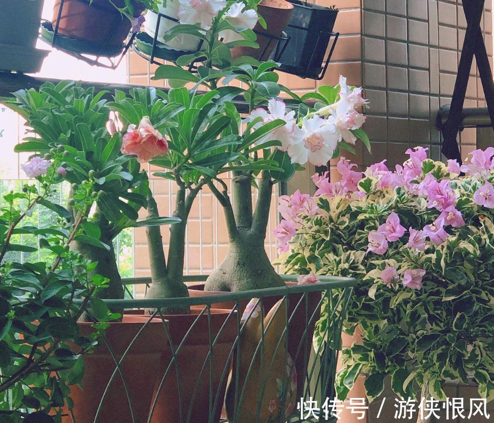 带大肚子的沙漠玫瑰,养护多注意这5点,霸气镇宅,开花比月季美