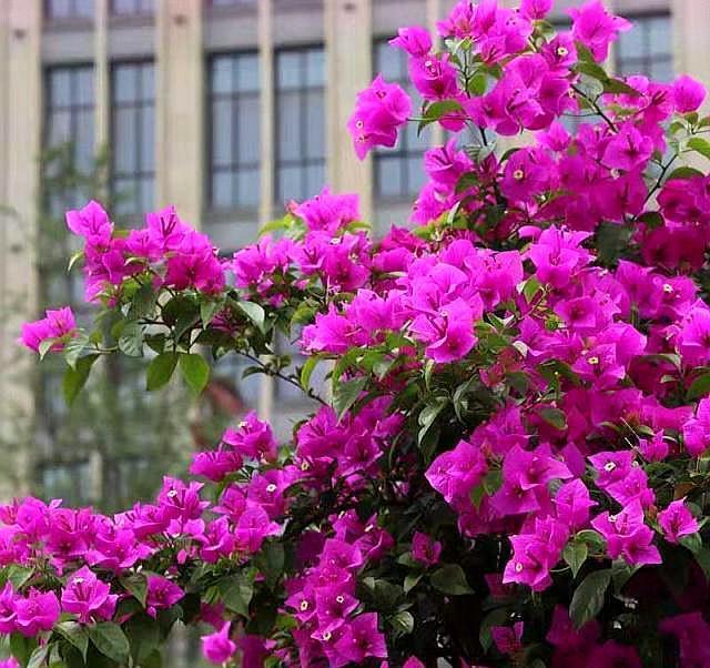 想让三角梅疯狂的开花，要切记一点，不然施肥、控水也不行