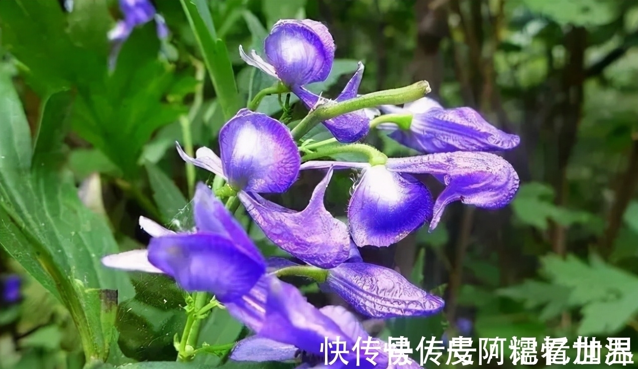 采摘|乌头:有着出色的颜值,也是毛骨悚然的剧毒之物,若见到请勿采摘