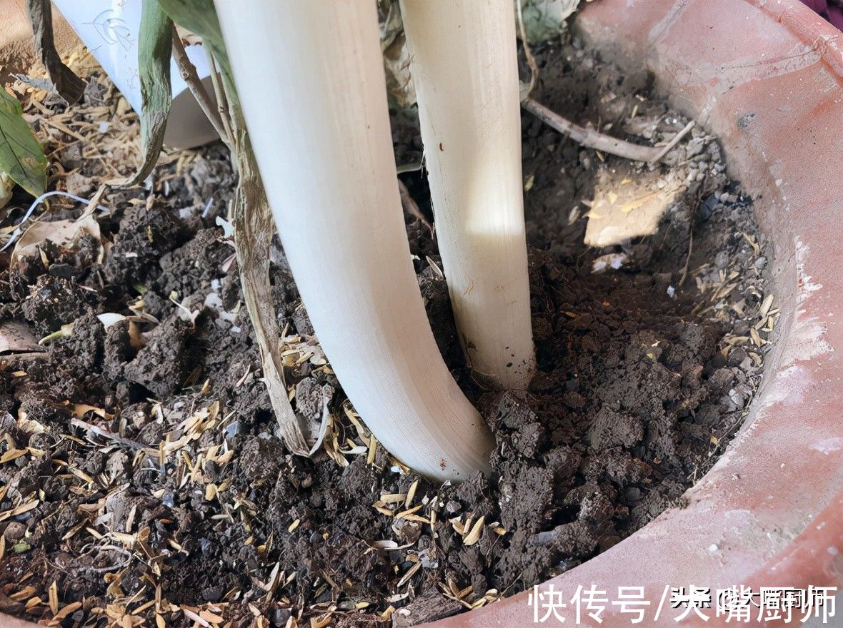 趁大葱便宜，1次买50斤，分享3个保存方法，半年不空不瘪，特新鲜