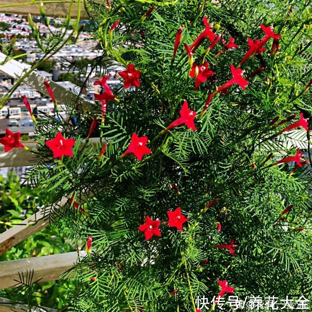 夏天|热不死的花，温度高也不休眠，超级适合夏天