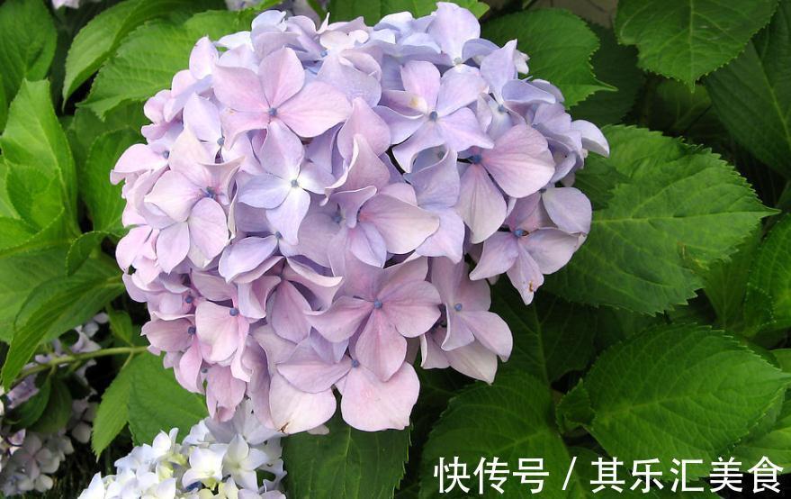 养殖绣球花,别再羡慕别人家花色丰富了,这么就能变色