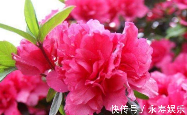 杜鹃花|此款花卉,好养易爆盆,一年到头开不停,天天看“花海”!