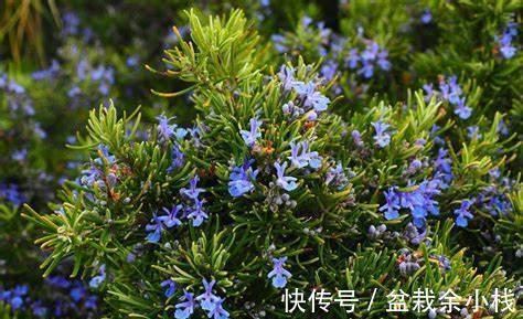 养花试试这几款，美丽且易于种植，枝叶可采摘和食用