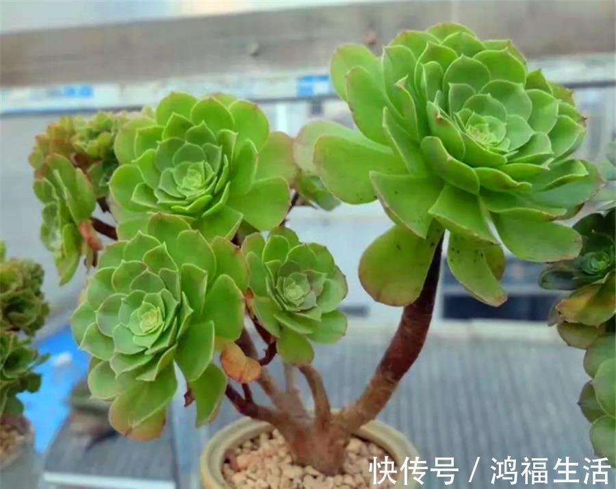 浇水|法师夏天总黑腐?做好“1多1少1适中”,不落叶颜色美