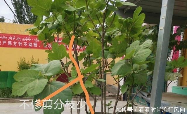 冬养无花果，不修剪、温度高来年没果子，做好这2点，果子压弯枝