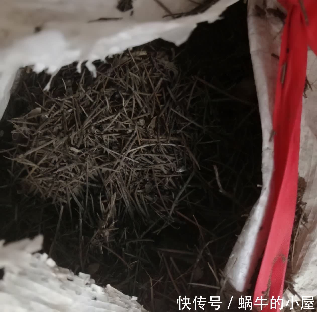 松针怎么养花?有3种方法,盆土更肥沃了,花草旺盛