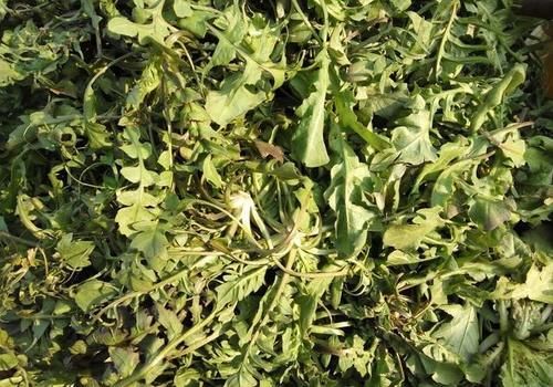 春季吃野菜正当时，这9种野菜，绿色无污染，多吃对身体好！