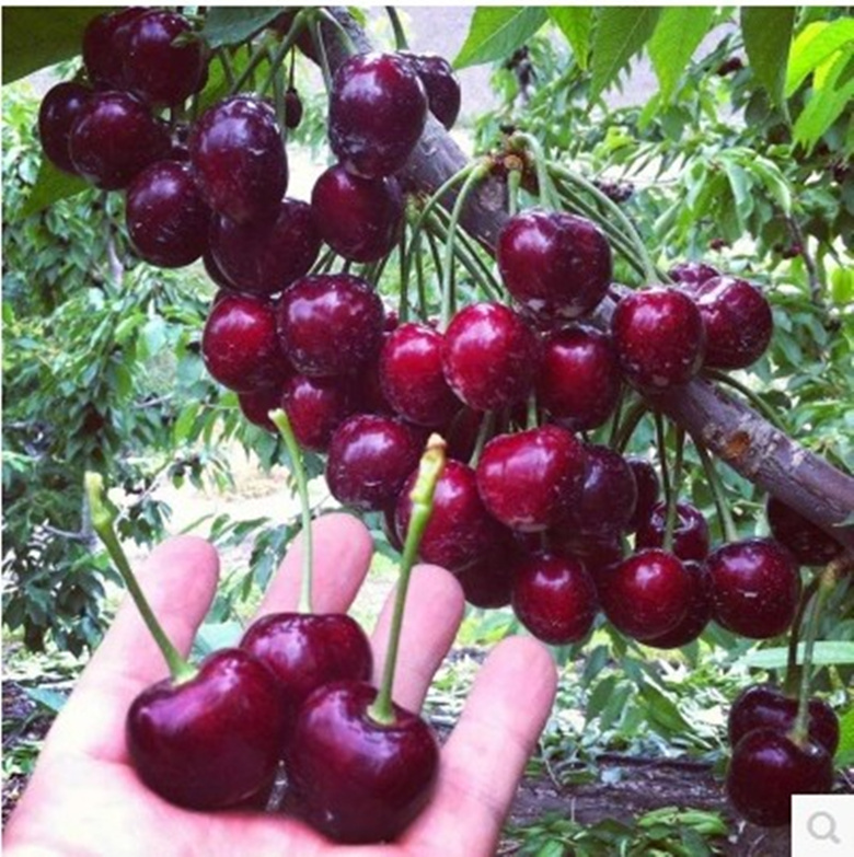 在家里种此树,除了观赏性强,长大了很值钱