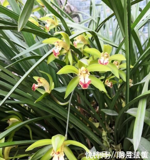 养兰高手养兰花，都有“专用肥”，易吸收养分足，一般人都不知道