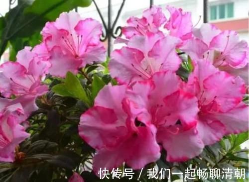 4种花养家里，清新浪漫、气质出众，人养花，花也养人