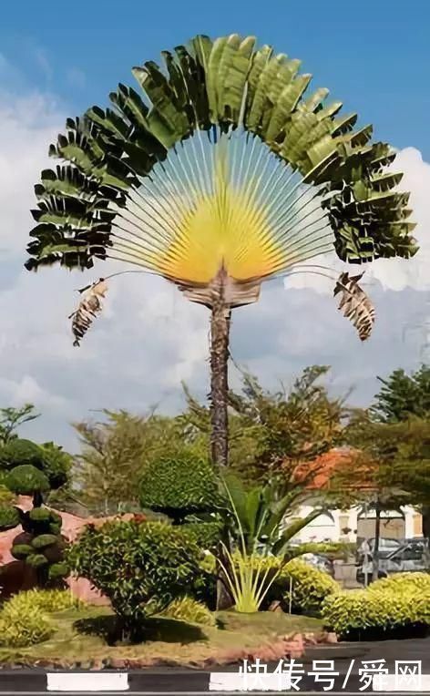 神奇!这个开花树居然可以长成这样震撼世人!真是太美了
