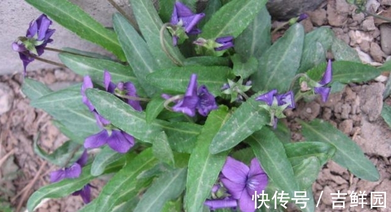 紫色|它若长在你家墙角,千万别铲除,关键时刻能起大作用,请收藏好