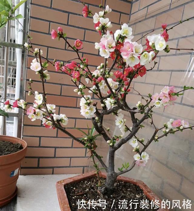 花香|养3种树,春天就开花,花香四溢,第2种:10大花卉之首