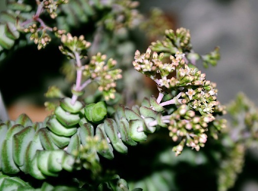 养护“招财”多肉钱串子,掌握好技巧,枝叶完美,株型紧凑