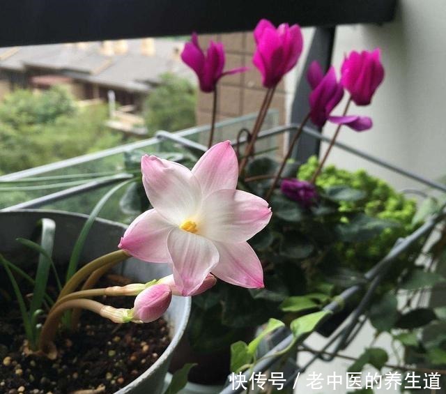 再冷也不怕的三种花卉,开出大朵大朵的花儿,香气阵阵!