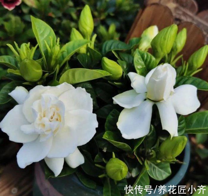 家庭|栀子花不适合家庭养?是你被“坑”了,它很好养,掌握技巧即可