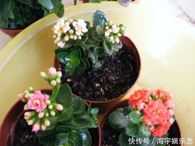 成活率|长寿花剪下来的枝条别浪费,教你插土里,一年不用买花了!
