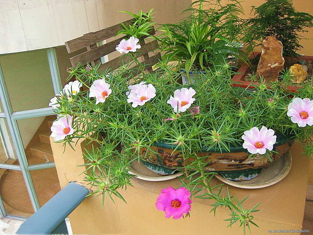 太阳花长得弱，开花少，做好4点，花开满盆，拦都拦不住