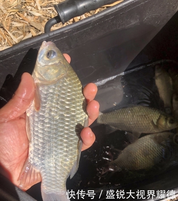 蚯蚓挂法优劣对比,根据鱼情做最优选择,渔获显著提升