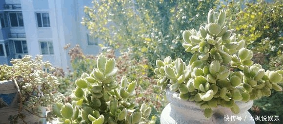 片叶|4片叶的熊童子,1年内终于养出熊样了