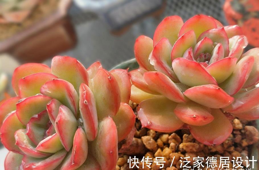 颗粒|平常翠翠红红，出状态之后妖妖艳艳，这种多肉名字还好听，叫晨露