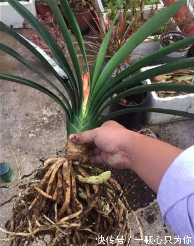 肥料|君子兰“夹箭”开不动?学会2招,只要7天,就把花箭拽出来