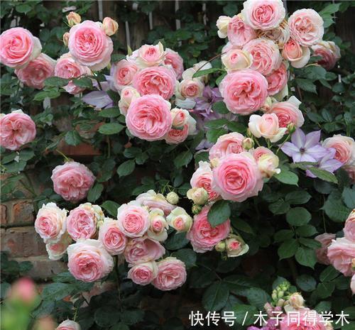 想要月季花开花多?其实很简单,做好2件事,长笋芽冒新枝!