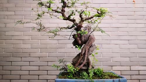 树桩的截干蓄枝期间，注意6个方面的工作，帮你培育出好桩景