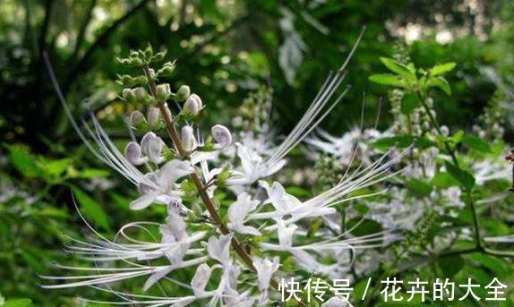 野草|一种农村最罕见的野草，开花时像极了猫须，用沸水冲泡最好用
