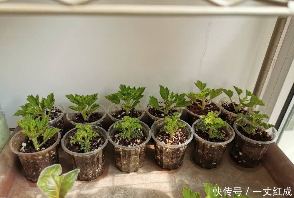 花儿|初夏扦插“4种花”，一周生根沾土就活，很快就有花儿欣赏了