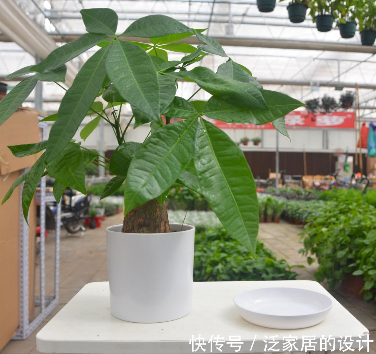 土壤|养花没有养分来源?学会这方法,一些树皮就能轻松搞定问题