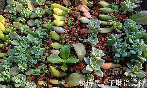 多肉叶插不长芽，记住1个“小方法”，7天冒小芽，轻松长满盆