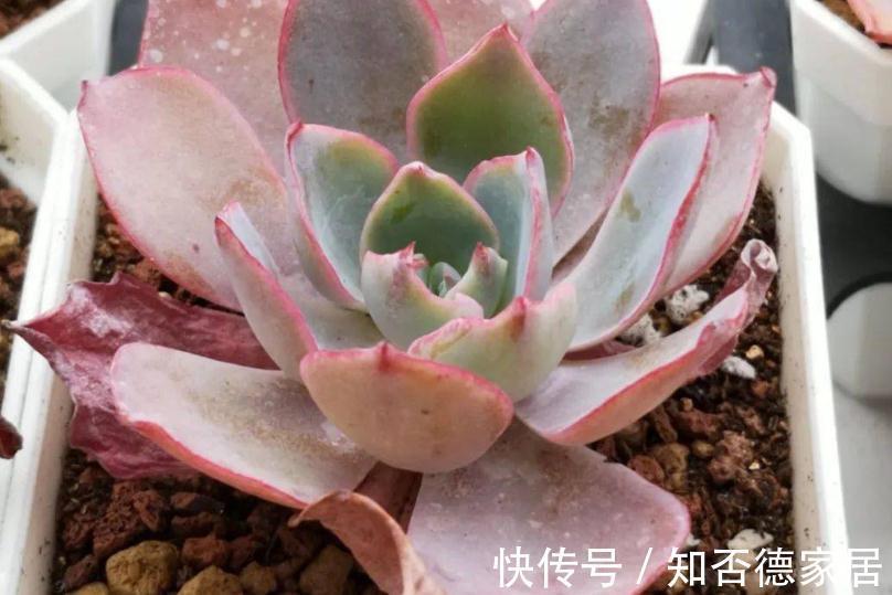 多肉出现这3种症状,就是在警示主人:该换盆土了!