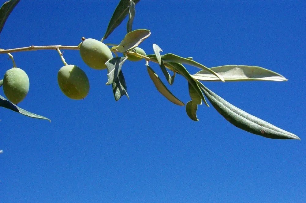 叹白发&66首惊才绝艳的古诗词,终于找全了,值得永久收藏