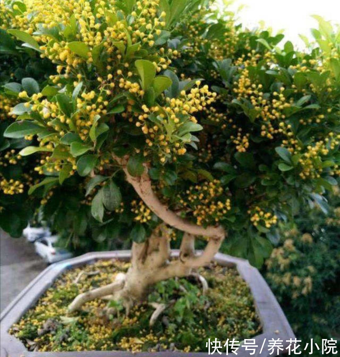 叶子|3种花爱喝“酸水”，1个月浇一次，叶子绿油油的